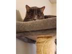 Adopt Micro a Gray or Blue American Shorthair / Mixed (short coat) cat in
