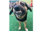 Adopt Oma a German Shepherd Dog / Pug / Mixed dog in Warren, MI (38038362)