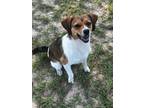 Adopt Maggie a Beagle / Coonhound / Mixed dog in Ocala, FL (38038080)
