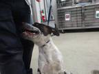 Adopt CHIPPERS a Brindle - with White Pointer / Mixed dog in Oklahoma City