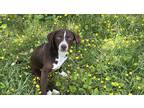 Adopt Spunky Sully a Brown/Chocolate Pointer / Labrador Retriever dog in