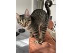 Adopt Salem a Spotted Tabby/Leopard Spotted American Shorthair / Mixed (short