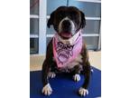 Adopt Gigi a Brindle - with White Staffordshire Bull Terrier / Mixed dog in
