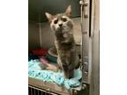 Adopt Etta a Calico or Dilute Calico Domestic Mediumhair (medium coat) cat in