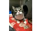 Adopt Tobias a Brown Tabby Domestic Shorthair (short coat) cat in Moscow