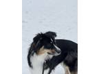 Adopt Rhea a Black - with Tan, Yellow or Fawn Australian Shepherd / Mixed dog in