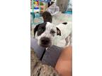 Adopt steve a White - with Black Dalmatian / American Pit Bull Terrier / Mixed