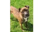 Adopt Tittet 171773 ONE FREE TRAINING SESSION INCLUDED WITH ADOPTION a Boxer