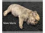 Pug PUPPY FOR SALE ADN-602245 - Merle pure pug