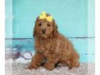 Cock-A-Poo PUPPY FOR SALE ADN-602144 - Cockapoo For Sale Sugarcreek OH Male