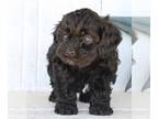 Cock-A-Poo PUPPY FOR SALE ADN-602410 - Cockapoo For Sale Millersburg OH Male