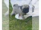 Pug PUPPY FOR SALE ADN-602110 - AKC fawn pug puppies