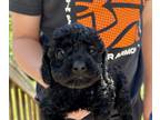 Poodle (Toy) PUPPY FOR SALE ADN-602270 - Toy Poodles