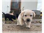 Labrador Retriever PUPPY FOR SALE ADN-602333 - AKC registered Labrador