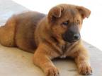 Adopt LANIE a Chow Chow, German Shepherd Dog