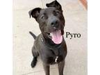Adopt Pyro 23138 a Mixed Breed