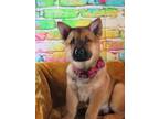 Adopt LANDON a Chow Chow, German Shepherd Dog