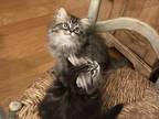Ragdoll Himalayan Tabby Family Raised Kittens