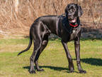 Adopt Willie a Black Great Dane / Mixed dog in Ile-Perrot, QC (38048850)