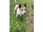 Adopt Gerald a Jack Russell Terrier dog in Dickson, TN (38048330)