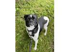Adopt Maisel a Black Pug / Mixed dog in Hamilton, ON (38048250)