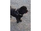 Adopt Oliver (Blk Poodle 1) a Poodle (Standard) / Mixed Breed (Medium) / Mixed