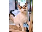 Adopt Zoe a Domestic Shorthair / Mixed (short coat) cat in Blountville