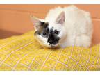 Adopt Venus (Olive) a Siamese / Mixed (short coat) cat in Logan, UT (38047329)
