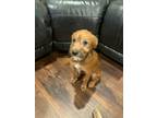 Adopt Seamus a Red/Golden/Orange/Chestnut - with Black Jack Russell Terrier /
