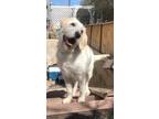 Adopt Yogi a Tan/Yellow/Fawn Labradoodle / Mixed dog in Ogden, UT (38046361)