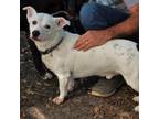 Adopt Rooster a White - with Tan, Yellow or Fawn Dachshund / Terrier (Unknown