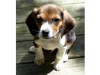 Adopt On hold! Pluto a Tricolor (Tan/Brown & Black & White) Beagle / Mixed dog