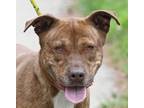 Adopt WAFFLES a Brindle - with White American Pit Bull Terrier / Mixed dog in
