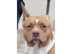 Adopt PUMPKIN a Tan/Yellow/Fawn - with White American Pit Bull Terrier / Mixed