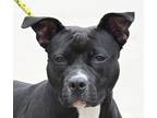 Adopt JASMINA a Black - with White American Pit Bull Terrier / Mixed dog in New