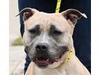 Adopt DIAMOND a Tan/Yellow/Fawn - with White American Pit Bull Terrier / Mixed