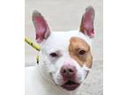 Adopt PIXIE a White - with Tan, Yellow or Fawn American Pit Bull Terrier / Mixed