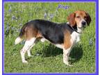 Adopt Ringo in TX a White - with Tan, Yellow or Fawn Beagle / Mixed dog in