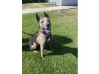 Adopt Winnie a German Shepherd Dog / Pit Bull Terrier / Mixed dog in Nanaimo