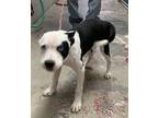 Adopt Prince a Black - with White American Pit Bull Terrier / Mixed dog in