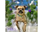 Adopt Chuy a Brown/Chocolate Pug / Mixed dog in Hopkinton, MA (38043265)