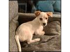 Adopt Shamu a Tan/Yellow/Fawn Jack Russell Terrier / Mixed Breed (Medium) /