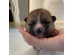 Akita Puppy for sale in Sugar Land, TX, USA