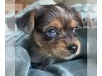 Yorkshire Terrier PUPPY FOR SALE ADN-602528 - Small but Mighty