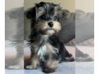 Yorkshire Terrier PUPPY FOR SALE ADN-602529 - Small but Mighty
