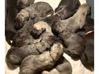 Irish Wolfhound PUPPY FOR SALE ADN-602425 - Alleys pups