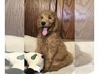 Goldendoodle PUPPY FOR SALE ADN-602693 - Golden doodle puppies medium and