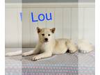 Shiba Inu DOG FOR ADOPTION ADN-602636 - SHIBA INU PUPPIES