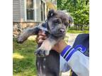 Cane Corso Puppy for sale in East Stroudsburg, PA, USA