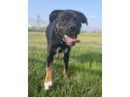 Adopt Watson a Black Boxer / Mixed Breed (Medium) / Mixed dog in Beatrice